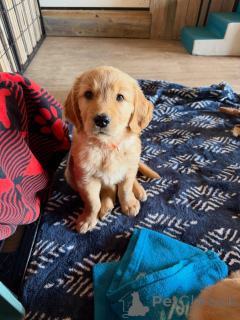 Foto №3. Intelligente Golden Retriever-Welpen sind lernbegierig und leicht zu erziehen. Italien