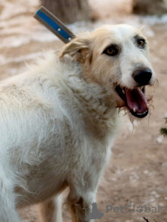 Zusätzliche Fotos: Der absolut tolle Hund Firefly sucht seine Familie!