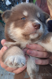 Foto №1. mischlingshund - zum Verkauf in der Stadt Nowosibirsk | 6€ | Ankündigung № 73385