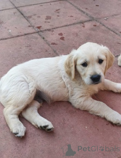 Foto №3. Wunderschöne Golden-Retriever-Welpen suchen ein liebevolles Zuhause.. Deutschland