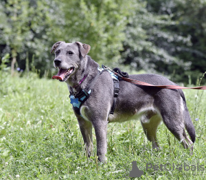 Foto №4. Ich werde verkaufen mischlingshund in der Stadt Москва. quotient 	ankündigung - preis - Frei