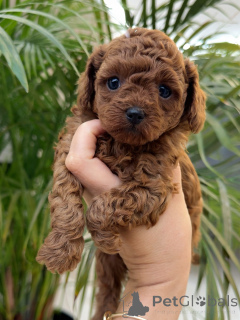 Foto №1. pudel (toy) - zum Verkauf in der Stadt Augsburg | verhandelt | Ankündigung № 156540