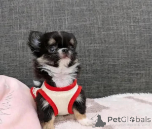 Foto №1. chihuahua - zum Verkauf in der Stadt Helsinki | 500€ | Ankündigung № 152215