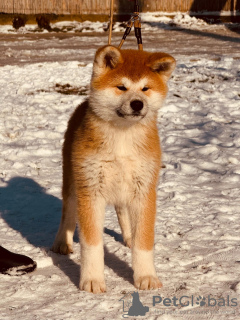 Foto №3. Japanische Akita Inu-Welpen. Serbien