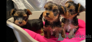 Foto №1. yorkshire terrier - zum Verkauf in der Stadt Köln | 350€ | Ankündigung № 42251