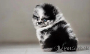 Foto №2 zu Ankündigung № 162954 zu verkaufen  - einkaufen USA züchter