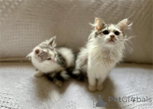 Foto №1. sibirische katze - zum Verkauf in der Stadt Bleialf | 350€ | Ankündigung № 153172