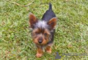 Foto №3. Silky terrier puppies for sale. Deutschland