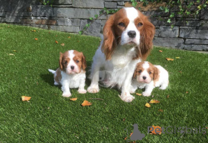 Foto №2 zu Ankündigung № 175182 zu verkaufen cavalier king charles spaniel - einkaufen Deutschland quotient 	ankündigung