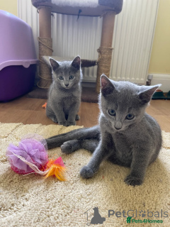 Foto №1.  - zum Verkauf in der Stadt Berlin | 266€ | Ankündigung № 153519