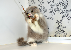 Foto №3. Schicke Katze von seltener lila Farbe. Russische Föderation