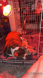 Foto №2 zu Ankündigung № 92608 zu verkaufen englische bulldogge - einkaufen USA züchter