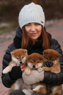 Foto №2 zu Ankündigung № 4496 zu verkaufen shiba - einkaufen Russische Föderation vom kindergarten, züchter