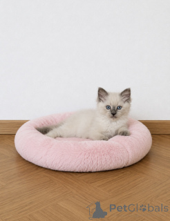 Foto №3. Entzückendes Ragdoll-Kätzchen zur Adoption verfügbar. Belgien