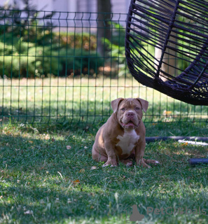 Zusätzliche Fotos: American Bully Welpen zu verkaufen