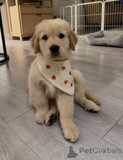 Foto №1. golden retriever - zum Verkauf in der Stadt Dąbrowa Góricza | verhandelt | Ankündigung № 173322
