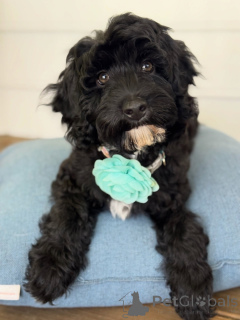 Foto №2 zu Ankündigung № 156281 zu verkaufen labradoodle - einkaufen Schweiz quotient 	ankündigung