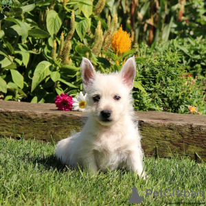 Foto №4. Ich werde verkaufen west highland white terrier in der Stadt Berlin.  - preis - verhandelt