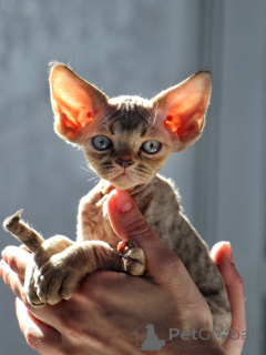 Foto №3. Verspielte Devon-Rex-Kätzchen voller Energie und Unfug. Schweden