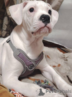 Foto №4. Ich werde verkaufen american bulldog in der Stadt Rostow am Don. quotient 	ankündigung - preis - 1063€