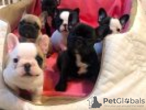 Foto №1. französische bulldogge - zum Verkauf in der Stadt Сан-Хуан | 350€ | Ankündigung № 45621