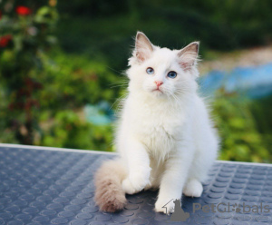 Foto №1. ragdoll-katze - zum Verkauf in der Stadt Adelaide | 379€ | Ankündigung № 121524