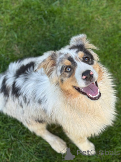 Foto №1. australian shepherd - zum Verkauf in der Stadt Minsk | 1063€ | Ankündigung № 153959