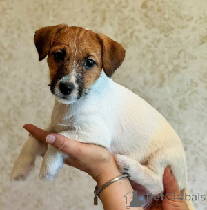 Foto №1. jack russell terrier - zum Verkauf in der Stadt Nowosibirsk | 323€ | Ankündigung № 140847