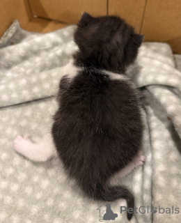 Foto №2 zu Ankündigung № 144562 zu verkaufen britisch kurzhaar - einkaufen Deutschland züchter