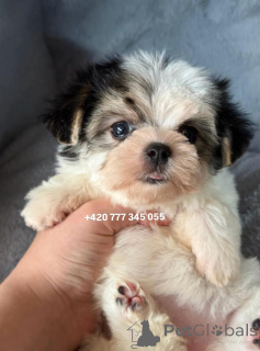 Foto №3. Maltipoo Morkie, 2,5 Monate Mädchen. Deutschland
