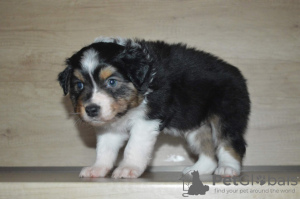 Foto №2 zu Ankündigung № 125158 zu verkaufen australian shepherd - einkaufen Österreich quotient 	ankündigung