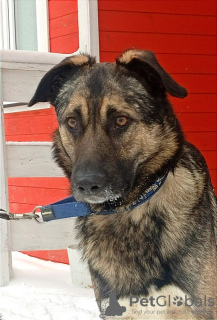 Foto №2 zu Ankündigung № 93110 zu verkaufen mischlingshund - einkaufen Russische Föderation quotient 	ankündigung