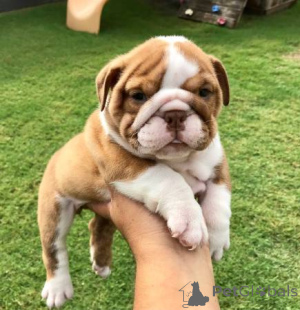 Foto №4. Ich werde verkaufen englische bulldogge in der Stadt Zürich. züchter - preis - verhandelt