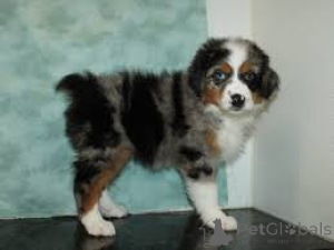 Foto №2 zu Ankündigung № 163897 zu verkaufen australian shepherd - einkaufen Frankreich quotient 	ankündigung, züchter