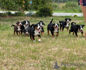 Foto №1. appenzeller sennenhund - zum Verkauf in der Stadt Lublin | 1500€ | Ankündigung № 21671