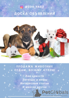 Foto №1. mischlingshund - zum Verkauf in der Stadt St. Petersburg | Frei | Ankündigung № 7397