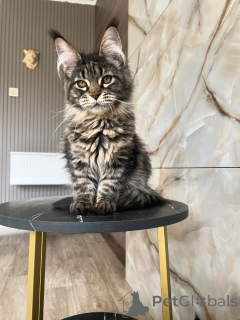 Foto №1. maine-coon-katze - zum Verkauf in der Stadt Würzburg | verhandelt | Ankündigung № 169928