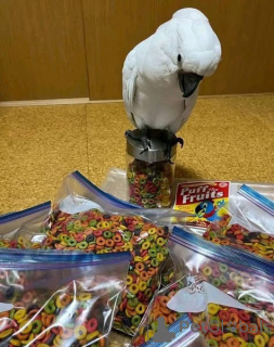 Foto №2 zu Ankündigung № 170088 zu verkaufen  - einkaufen Italien 