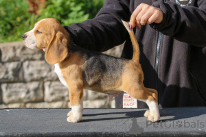 Foto №1. beagle - zum Verkauf in der Stadt Minsk | 423€ | Ankündigung № 13617