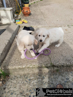 Foto №3. Atemberaubende KC Registrierte Golden Retriever Welpen. Belgien