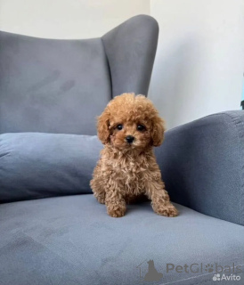 Foto №1. maltipu - zum Verkauf in der Stadt Berlin | 800€ | Ankündigung № 162516