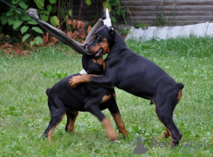 Foto №3. ?TOP? Doberman Welpen. Deutschland