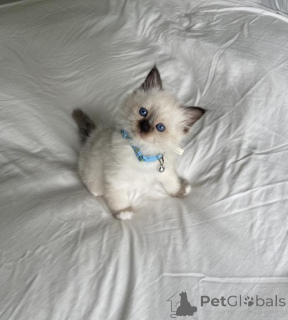 Foto №1. birma-katze - zum Verkauf in der Stadt Bad Wildungen | 350€ | Ankündigung № 173281