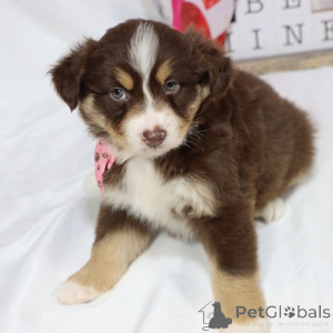 Foto №1. australian shepherd - zum Verkauf in der Stadt Hessisch Oldendorf | 900€ | Ankündigung № 150549