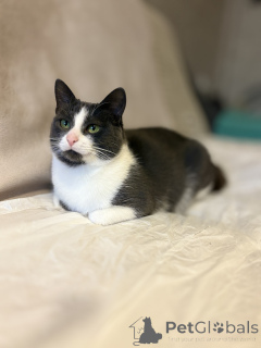 Foto №4. Ich werde verkaufen  in der Stadt Minsk. quotient 	ankündigung - preis - Frei