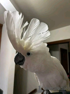 Foto №3. Es gibt einige wirklich schöne Papageien auf dem Planeten, einige kleine und. Luxemburg