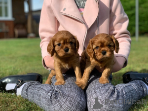 Foto №3. Cavalier King Charles Spaniel Welpen.. Österreich