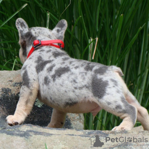 Foto №3. Französische Bulldoggenwelpen zu verkaufen. USA