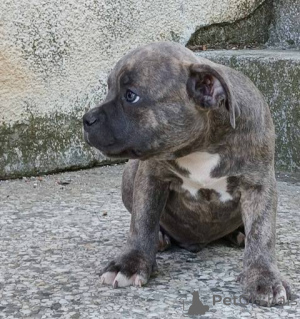 Foto №2 zu Ankündigung № 153441 zu verkaufen american bully - einkaufen Serbien 