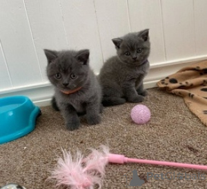 Foto №1. britisch kurzhaar - zum Verkauf in der Stadt Antwerpen | Frei | Ankündigung № 154172